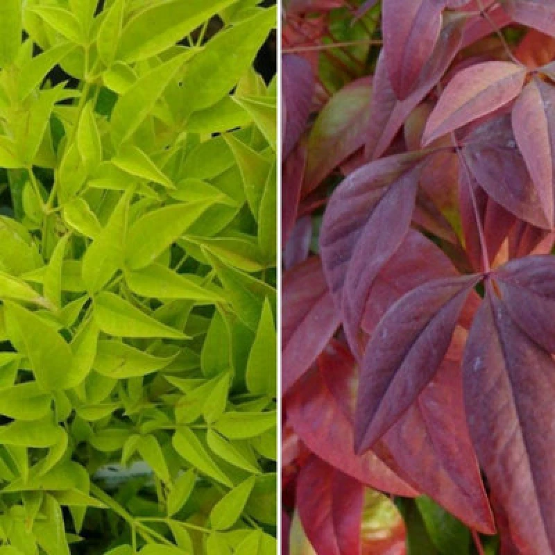 Image of Thompson & Morgan Nandina Duo 9Cm Potted Plant X 4
