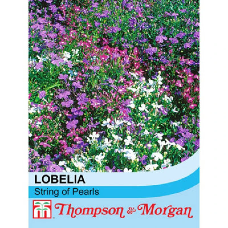 Image of Thompson & Morgan Lobelia String Of Pearls Mixed 1 Packet (1000 Seeds)