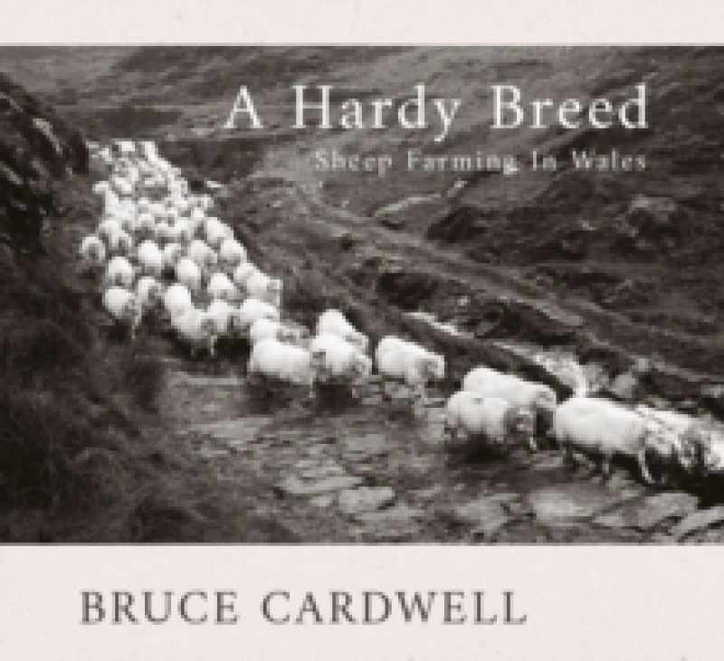 Image of A Hardy Breed : Sheep Farming in Wales Paperback / softback