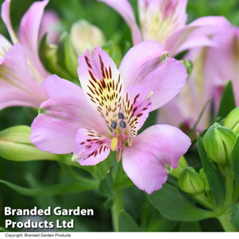 Image of Thompson & Morgan Alstroemeria Inticancha Navayo 50mm Plug X 3