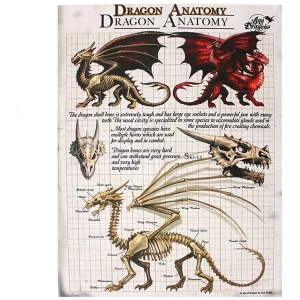 Image of Small Dragon Anatomy Canvas Picture by Anne Stokes