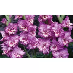 Image of Thompson & Morgan Thompson and Morgan Gladioli 'Glamour' Collection - 15 bulbs