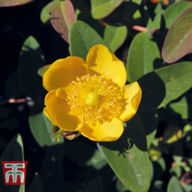 Image of Thompson & Morgan Hypericum Dummeri Peter Dummer 9Cm Potted Plant X 2