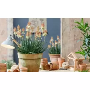 Image of Thompson & Morgan Thompson and Morgan Aloe Safari Sunrise 9cm Pot x 2