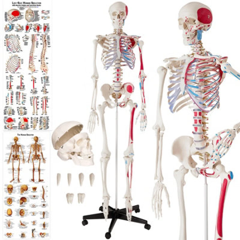 Image of Tectake Anatomic Skeleton In Life Size With Mobile Joints, Wheeled Stand And 2 Anatomy Posters 401755 - White