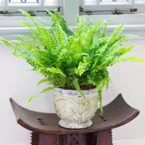 Image of YouGarden Nephrolepis Green Moment (Boston Fern) In 12Cm Grow Pot