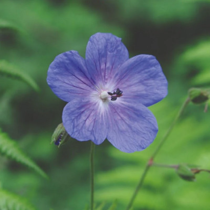 Image of Thompson & Morgan Geranium Himalayense Gravetye 9Cm Potted Plant X 2
