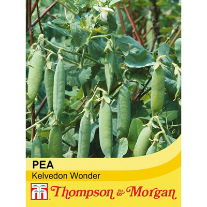 Image of Thompson & Morgan Pea Kelvedon Wonder 1 Seed Packet (250 Seeds)