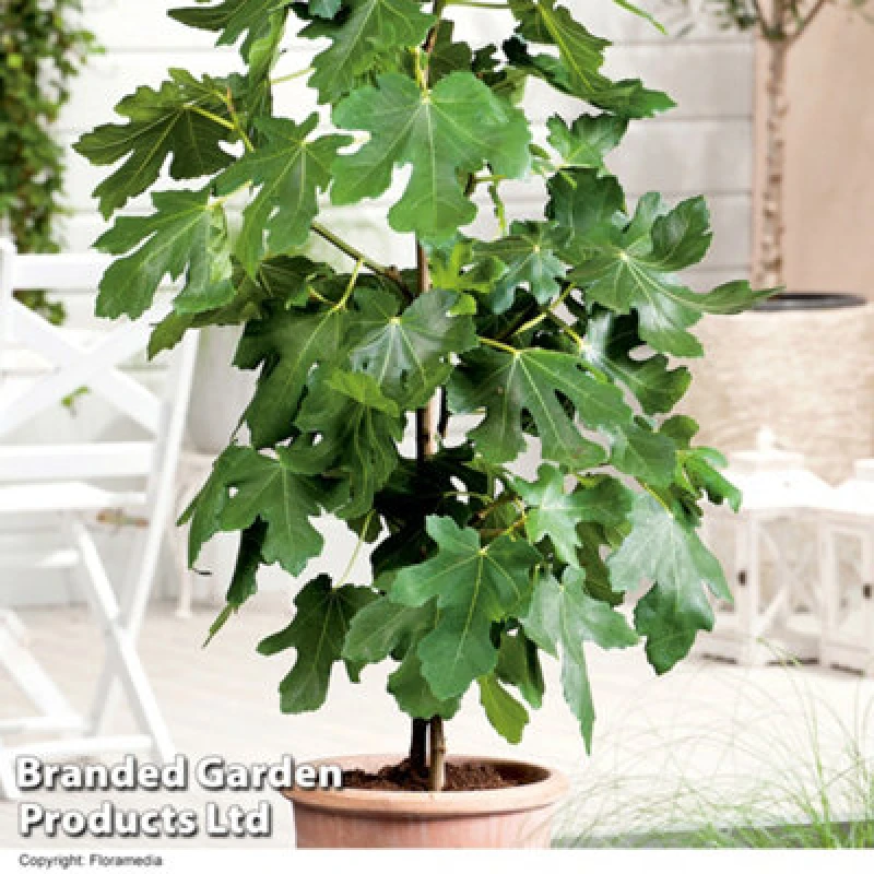 Image of Thompson & Morgan Fig (Ficus) Brown Turkey 9Cm Pot X 1