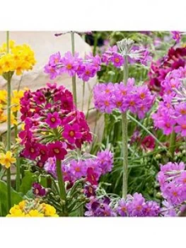 Image of Candelabra Primrose Collection X 6 Jumbo Plug