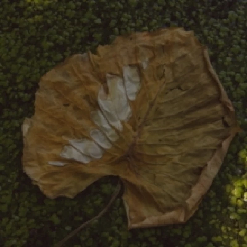 Image of Ne Lpj a Virgra Vinyl