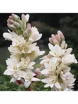 Image of Polianthes Tuberosa 'Tuberrose' Pack Of 10 Bulbs