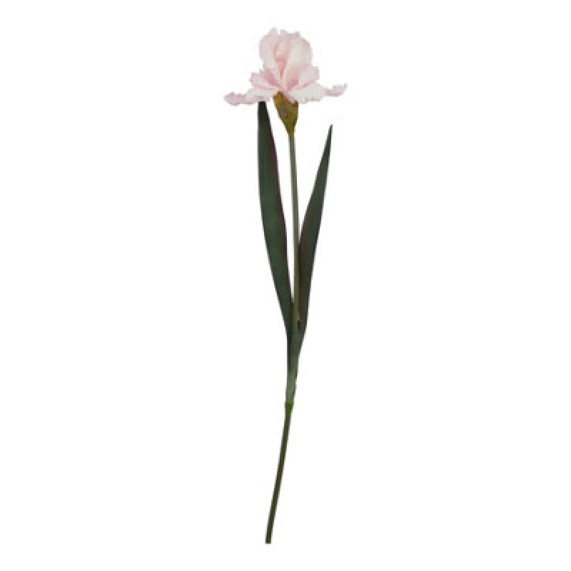 Image of The Natural Garden Collection Pale Pink Fringed Iris