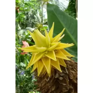 Image of Musella Lasiocarpa Chinese Hardy Banana Plant in 1L Pot