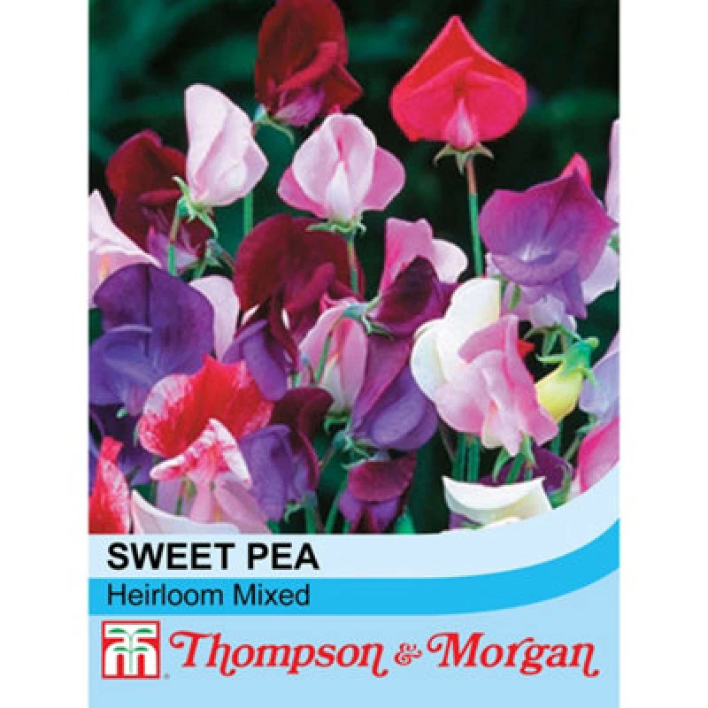 Image of Thompson & Morgan Sweet Pea Heirloom Mixed 1 Seed Packet (20 Seeds)