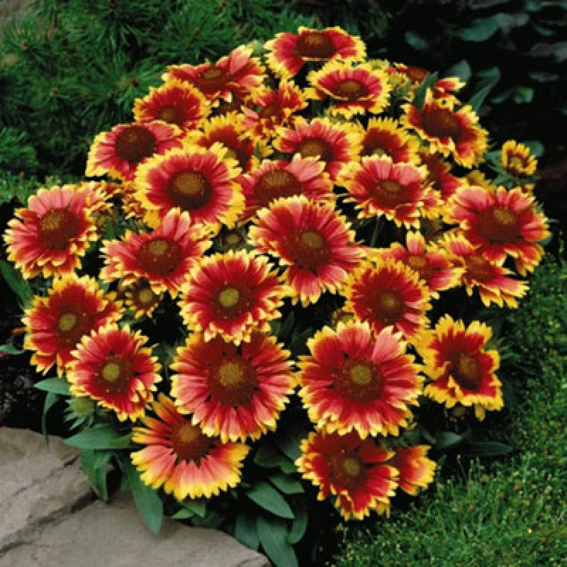 Image of Thompson & Morgan Gaillardia Aristata Arizona Sun 1 Litre Potted Plant X 1