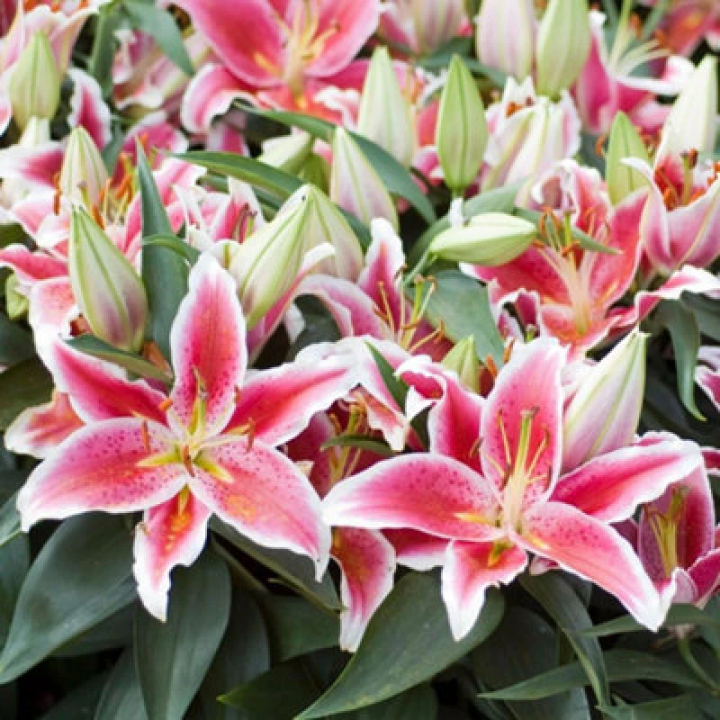 Image of Thompson & Morgan Summer Flowering Lily Groundcover Dazzler 9 Bulbs