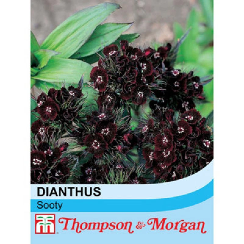 Image of Thompson & Morgan Dianthus Nigrescens Sooty 1 Seed Packet (30 Seeds)