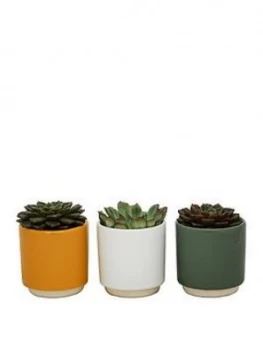 Image of Ivyline Set Of 3 Potted Succulents