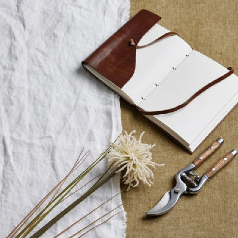 Image of Cream Aster Spider Chrysanthemum Stem