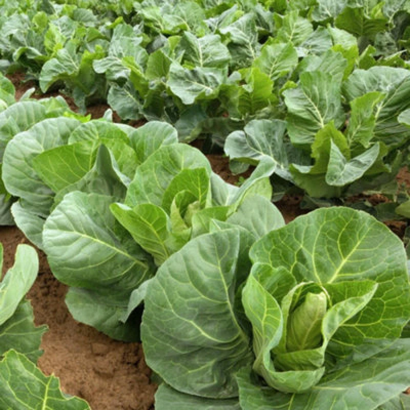 Image of Thompson & Morgan Cabbage Marques F1 1 Seed Packet