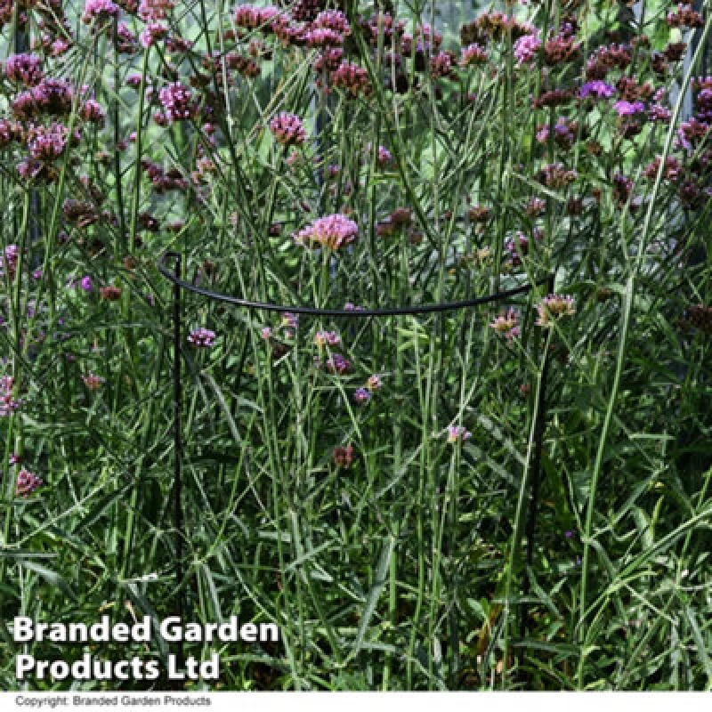 Image of Garden Gear Half Round Plant Support H40Cm X 1