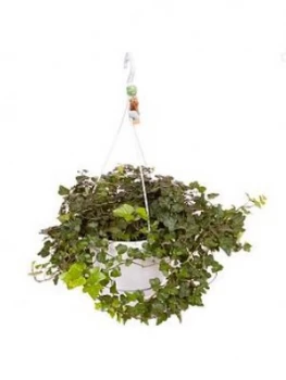 Image of Hedera Wonder Hanging Pot White 70-100Cm)