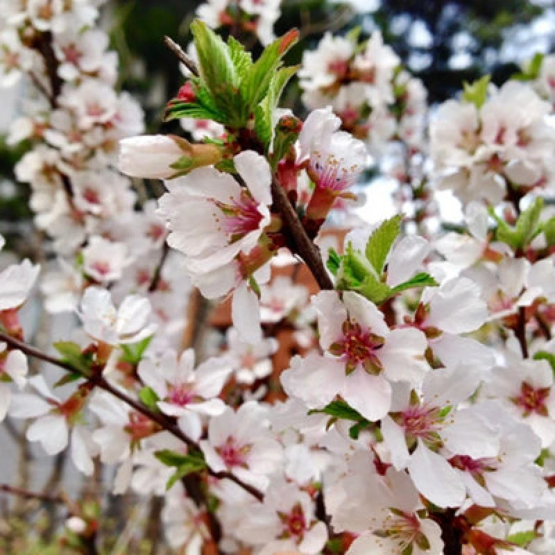 Image of Thompson & Morgan Prunus Tomentosa Downy Cherry - Pink Blossom Edible Red Fruit Hardy Ornamental Shrub Wildlife Garden (3.6L Pot)