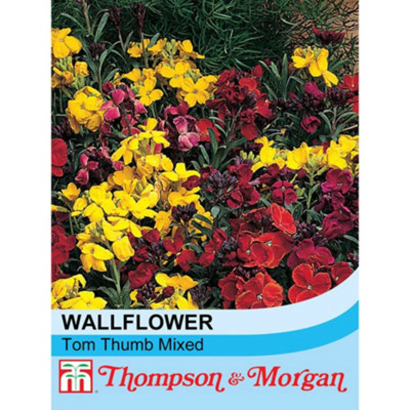 Image of Thompson & Morgan Wallflower Tom Thumb Mixed 1 Seed Packet (200 Seeds)
