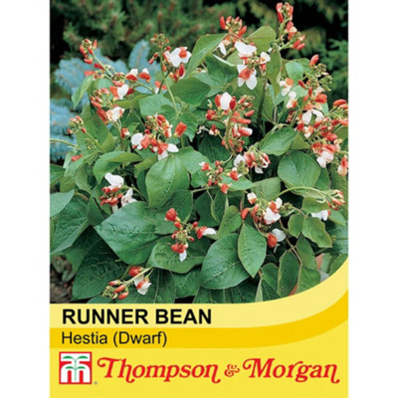 Image of Thompson & Morgan Runner Bean Hestia (Dwarf) 1 Seed Packet (20 Seeds)