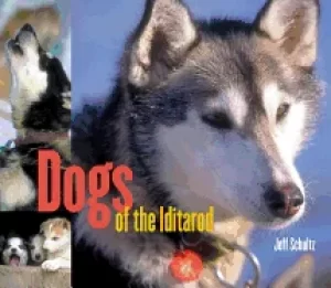 Image of dogs of the iditarod