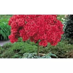 Image of Thompson & Morgan Thompson and Morgan Azalea Standard Japanese Red 2 Litre Pot x 2 plants