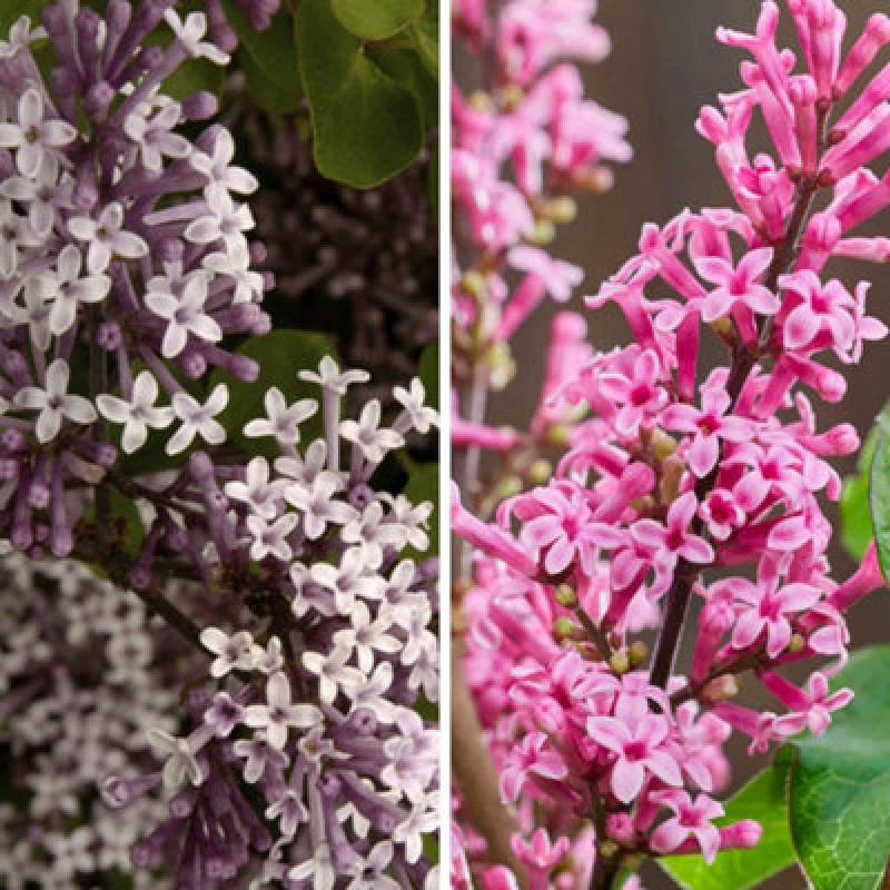 Image of You Garden Yougarden Fragrant Dwarf Lilac Collection, Set Of Two Lilacs In 3L Pots, Ready To Plant, Syringa Lilac 'little Rosie' And 'palibin