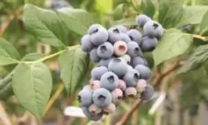 Image of Blueberry (Vaccinium) Powder Blue 9cm Pot, One Plant, Red