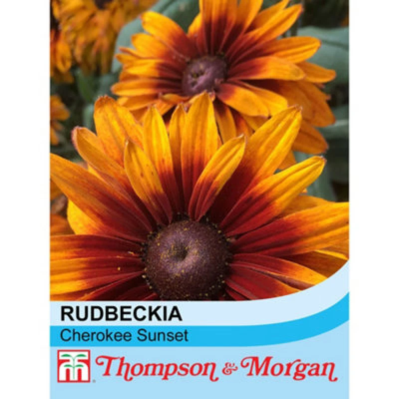 Image of Thompson & Morgan Rudbeckia Cherokee Sunset 1 Packet (40 Seeds)