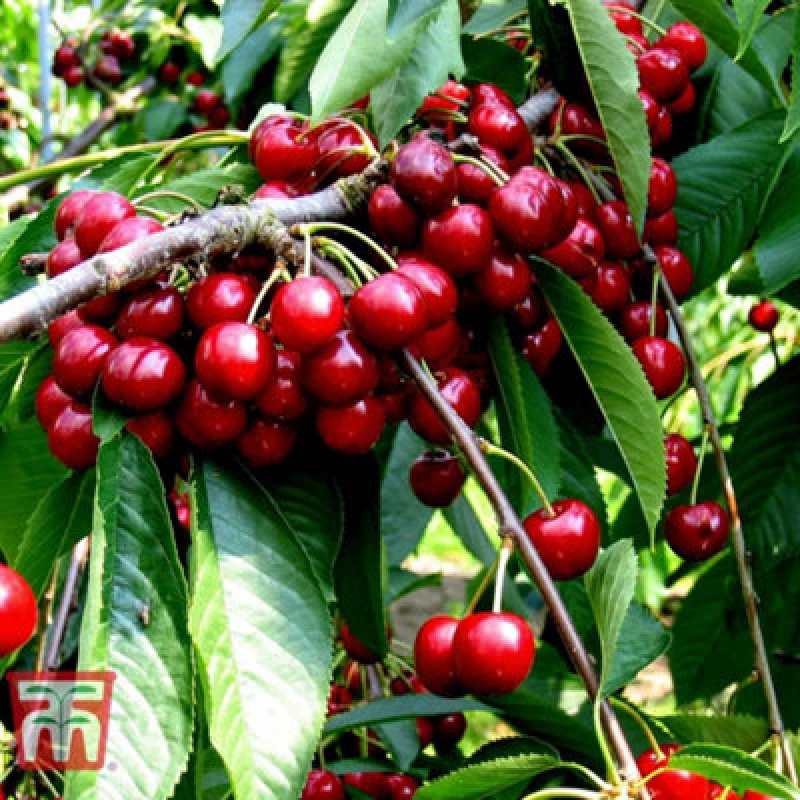 Image of Thompson & Morgan Cherry (Prunus) Stella Patio Standard (Colt) 5 Litre Potted Plant X 1