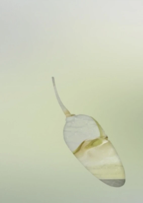 Image of Yhonnie Scarce. Hardback. By Clothilde Bullen, Timmah Ball, Kelly Gellatly Books