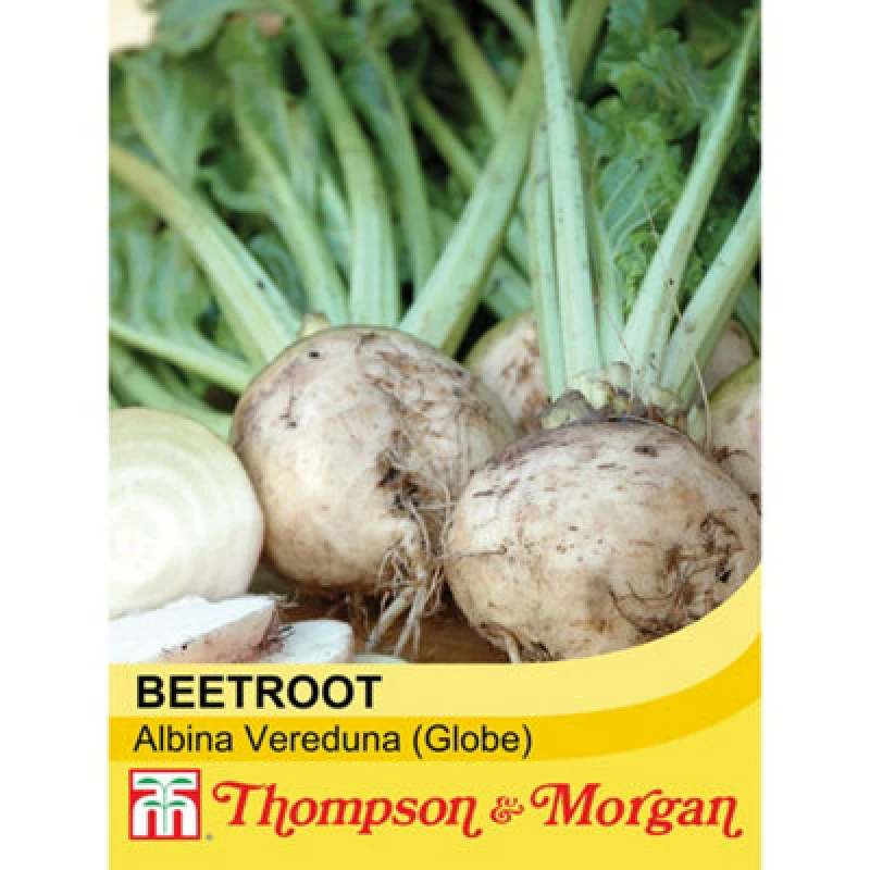 Image of Thompson & Morgan Beetroot Albina Vereduna 1 Seed Packet (250 Seeds)