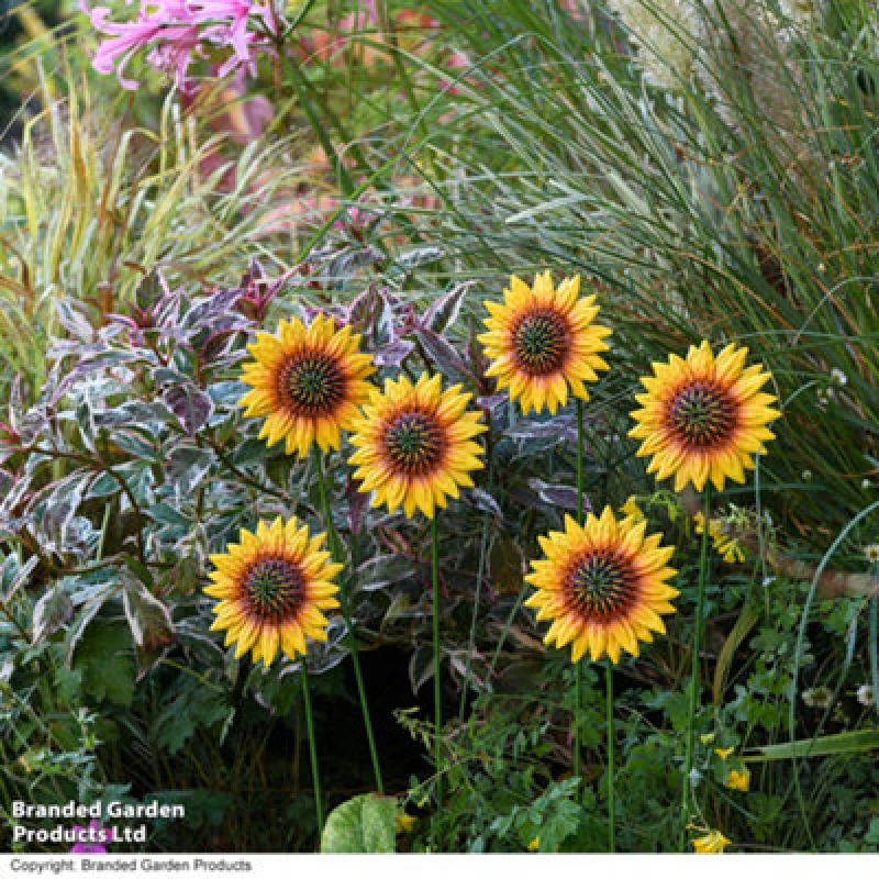 Image of Garden Gear Metal Sunflower Flower Stakes Decorative Ornament, Set Of 6