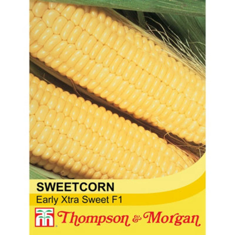 Image of Thompson & Morgan Sweetcorn Early Xtra Sweet F1 Hybrid 1 Seed Packet (30 Seeds)