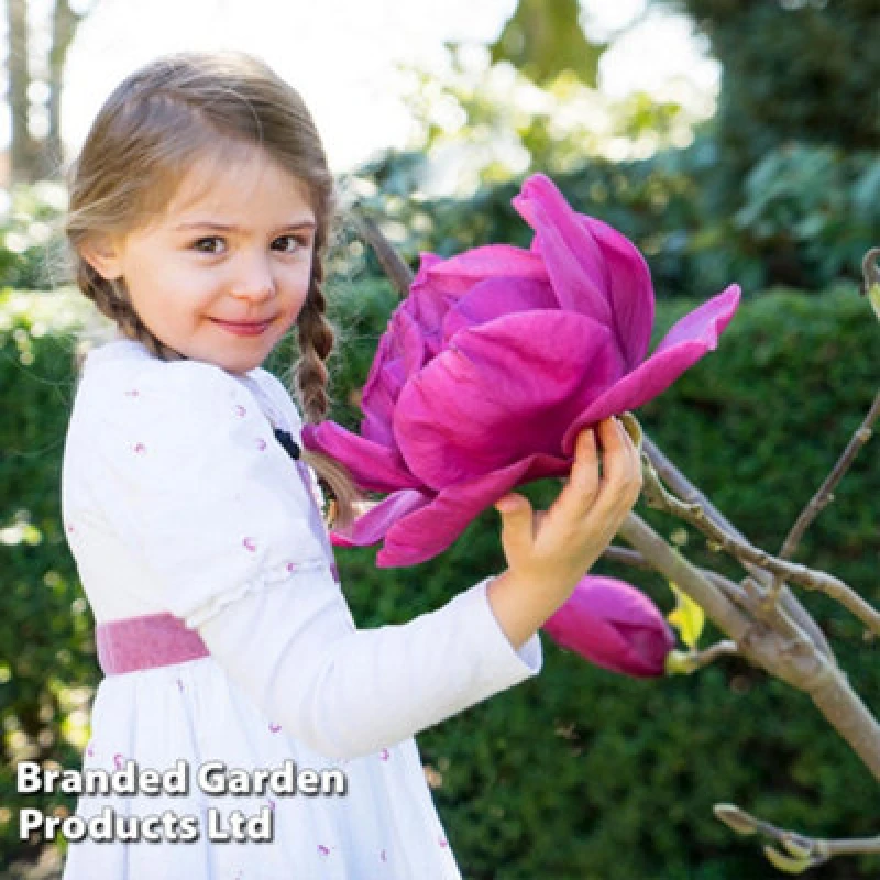 Image of Thompson & Morgan Magnolia Meganolia 3 Litre Potted Plant X 1