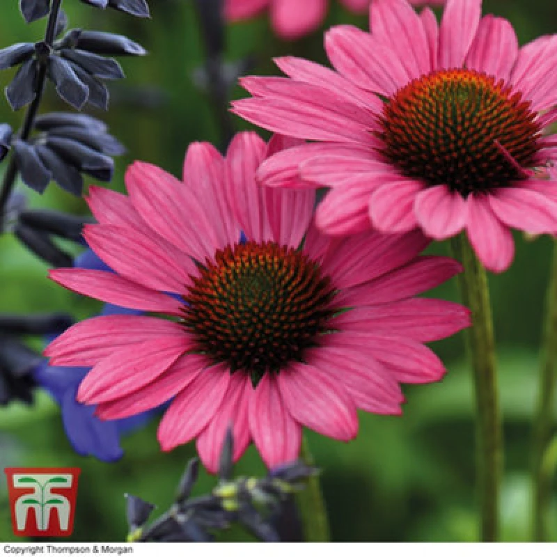 Image of Thompson & Morgan Echinacea (Cone Flower) Purpurea Magnus 9Cm Potted Plant X 1