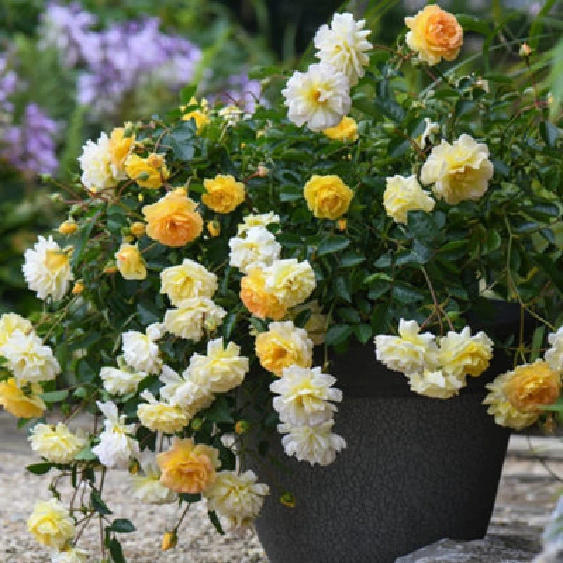 Image of Thompson & Morgan Rose Scentifall Lemon 9Cm Potted Plant X 2