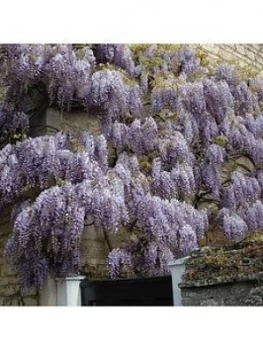 Image of Wisteria Climber Blue 3L 1.2M Tall
