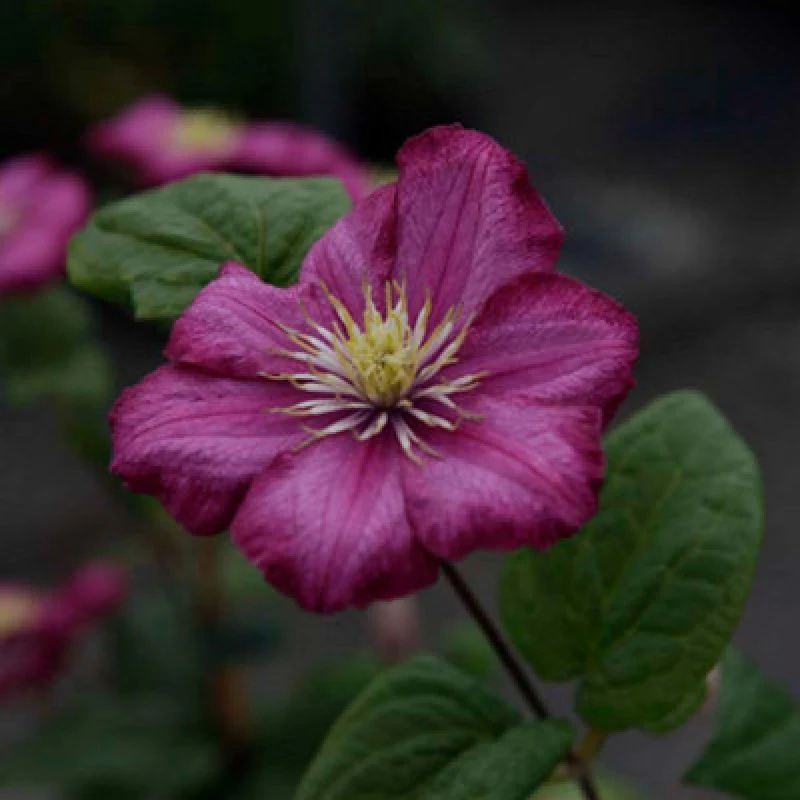 Image of Clematis Ville De Lyon Large Flowered Climbing Plant Summer To Autumn 1 X 7Cmpot By Thompson & Morgan