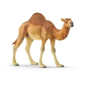 Image of Schleich Wild Life - Dromedary Figure