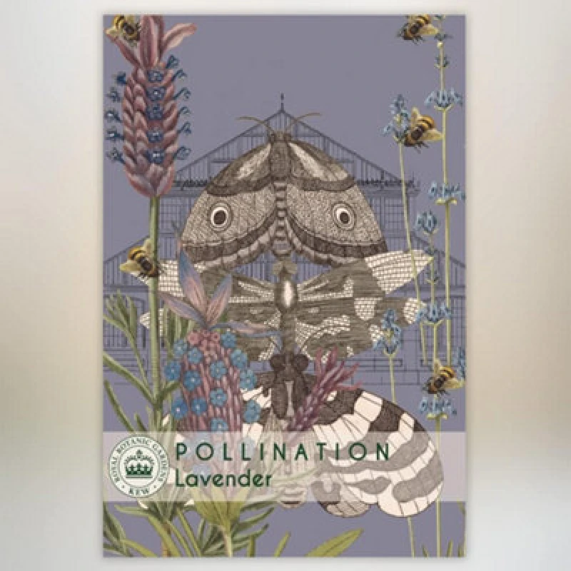 Image of Thompson & Morgan Lavender Promo New Kew Range 1 Packet (110 Seeds)