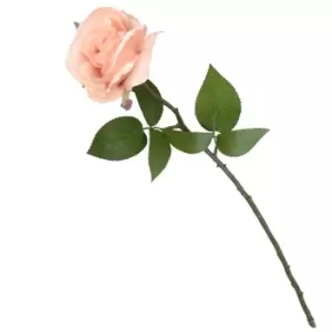 Image of Rose - Light Peach