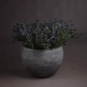 Image of Large Lavender Bush