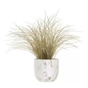 Image of Fiori Grass Plant